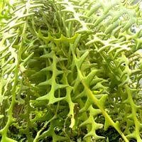 Cryptocereus_anthonyanus_Selenicereus_anthonyanus_1